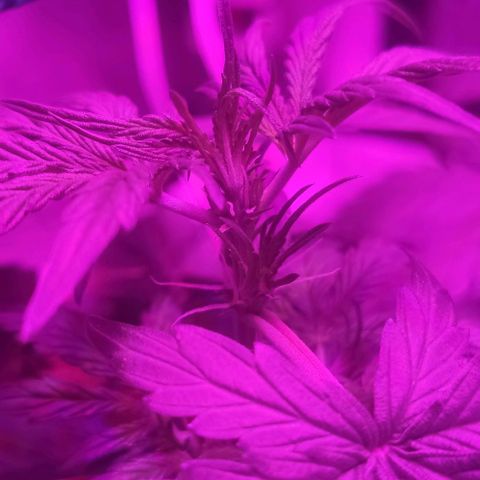 Tutan growlog timeline photo