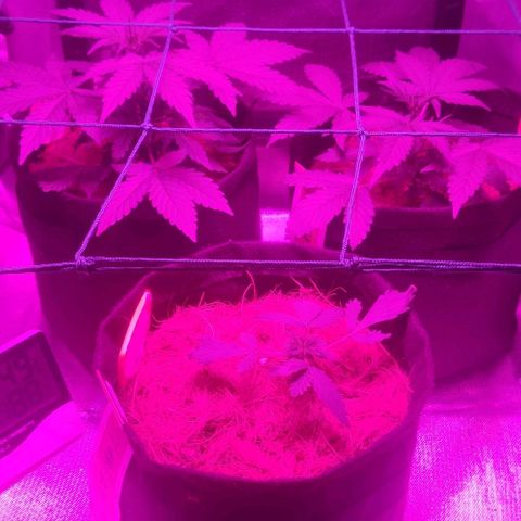 Tutan growlog timeline photo