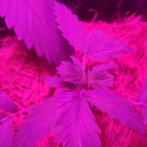 Tutan growlog timeline photo
