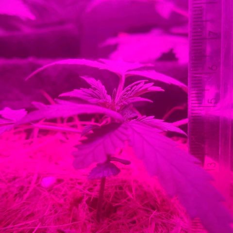 Tutan growlog timeline photo