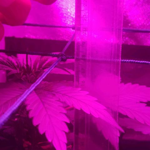 Tutan growlog timeline photo