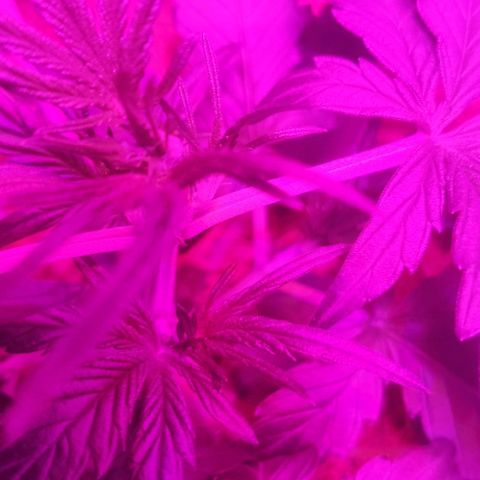 Tutan growlog timeline photo