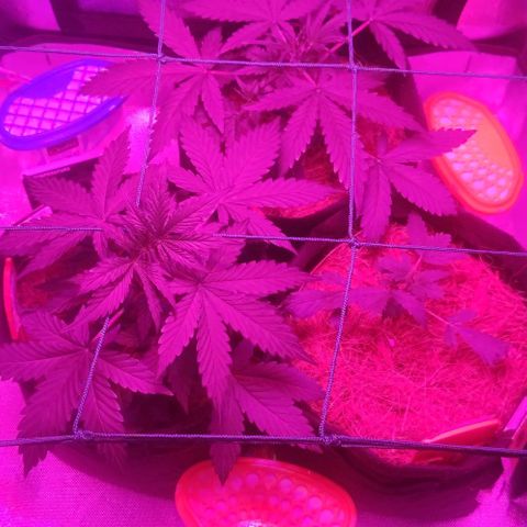 Tutan growlog timeline photo