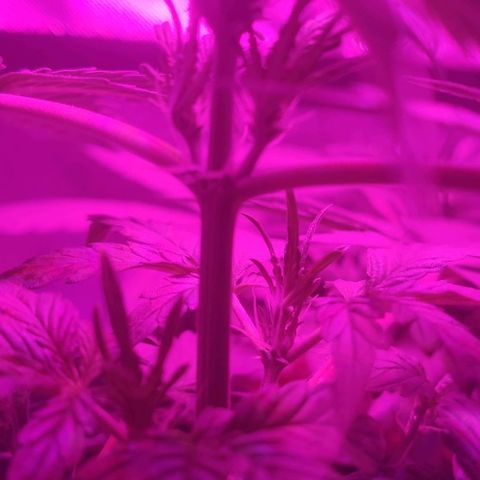 Tutan growlog timeline photo