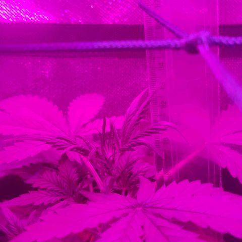 Tutan growlog timeline photo