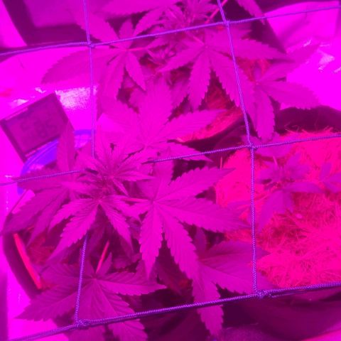 Tutan growlog timeline photo
