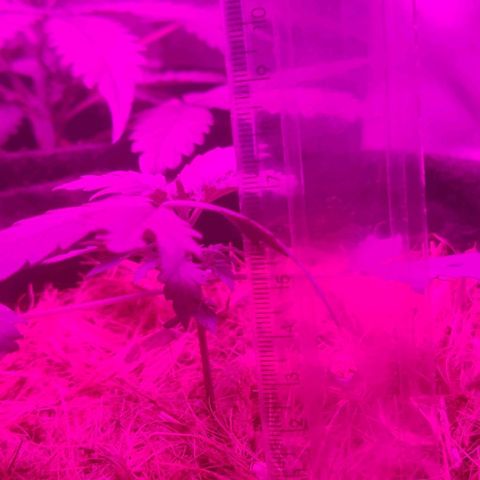 Tutan growlog timeline photo