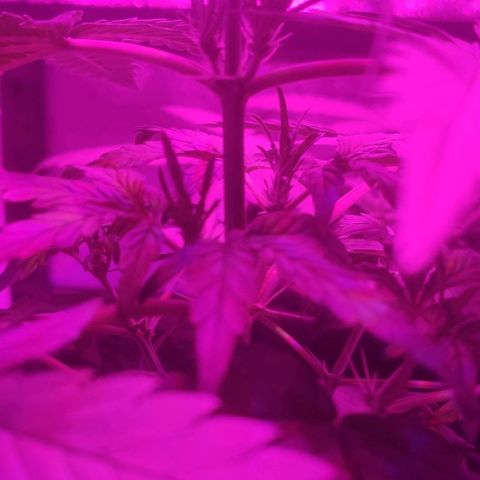 Tutan growlog timeline photo