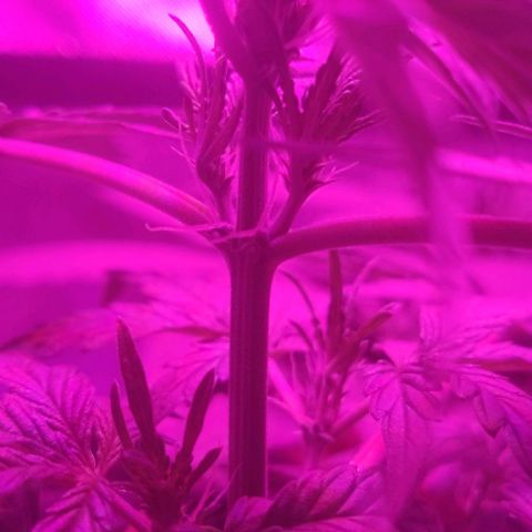 Tutan growlog timeline photo
