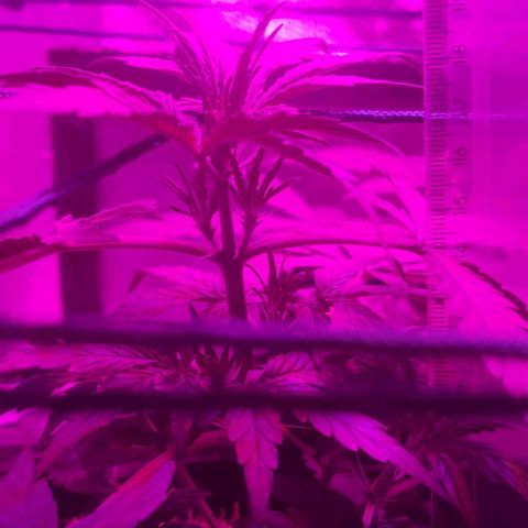 Tutan growlog timeline photo