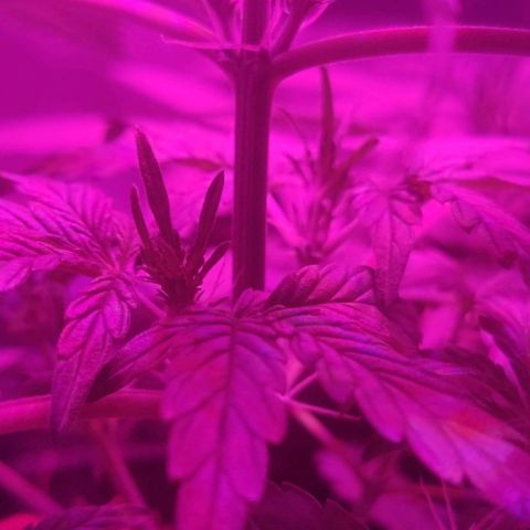 Tutan growlog timeline photo