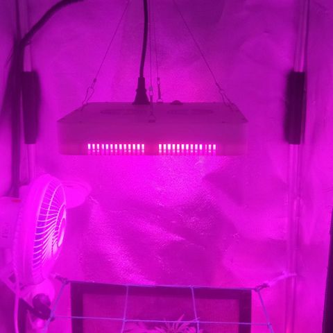 Tutan growlog photo: Em crescimento muito rápido, última semana de vegetativo.