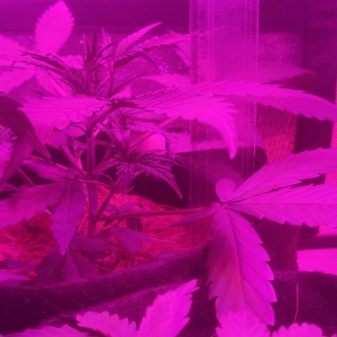 Tutan growlog photo: Em crescimento muito rápido, última semana de vegetativo.