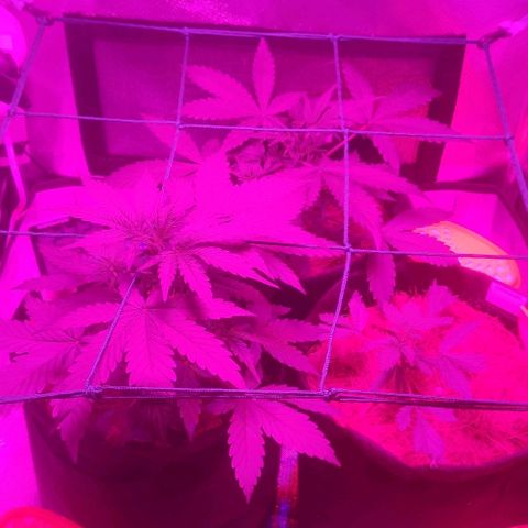 Tutan growlog photo: Em crescimento muito rápido, última semana de vegetativo.