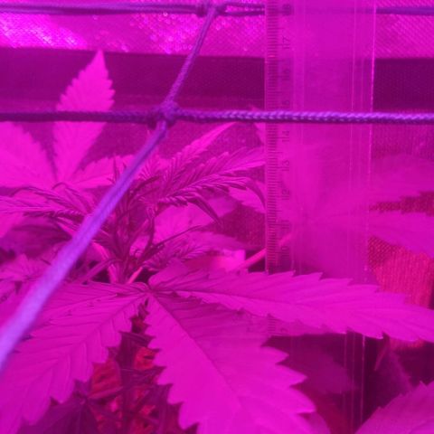 Tutan growlog photo: Em crescimento muito rápido, última semana de vegetativo.