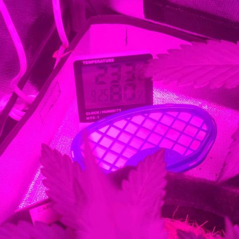 Tutan growlog photo: Em crescimento muito rápido, última semana de vegetativo.