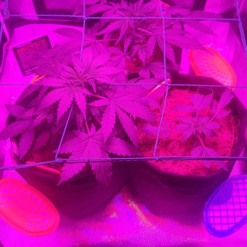 Tutan growlog photo: Em crescimento muito rápido, última semana de vegetativo.