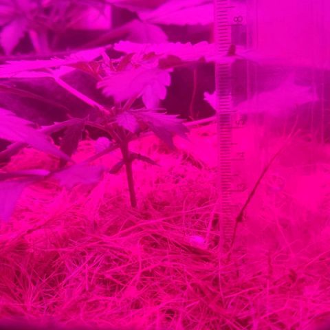 Tutan growlog photo: Em crescimento muito rápido, última semana de vegetativo.