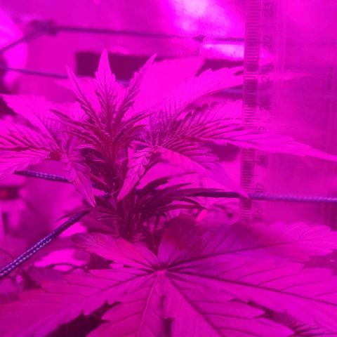 Tutan growlog photo: Em crescimento muito rápido, última semana de vegetativo.