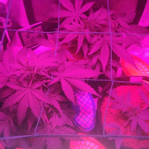 Tutan growlog photo: Muita chuva e a umidade muito elevada no período final  vegetativo. Preciso colocar a umidade a 50% o mais rápido possível.