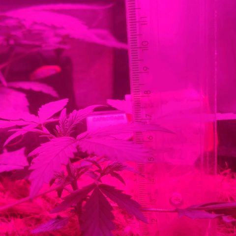 Tutan growlog photo: Muita chuva e a umidade muito elevada no período final  vegetativo. Preciso colocar a umidade a 50% o mais rápido possível.