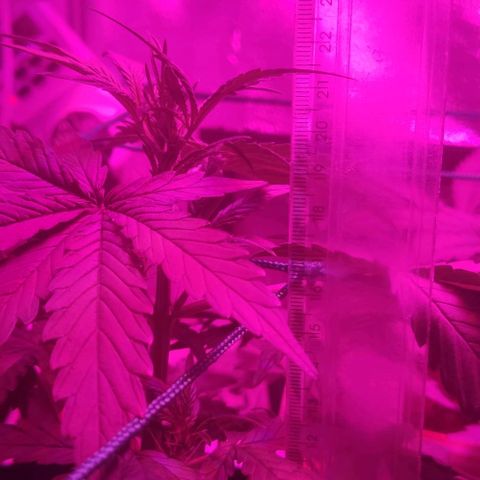 Tutan growlog photo: Muita chuva e a umidade muito elevada no período final  vegetativo. Preciso colocar a umidade a 50% o mais rápido possível.