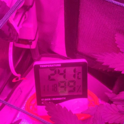 Tutan growlog photo: Muita chuva e a umidade muito elevada no período final  vegetativo. Preciso colocar a umidade a 50% o mais rápido possível.
