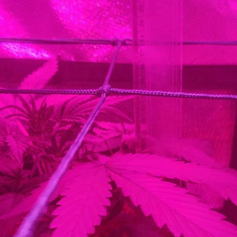Tutan growlog photo: Muita chuva e a umidade muito elevada no período final  vegetativo. Preciso colocar a umidade a 50% o mais rápido possível.
