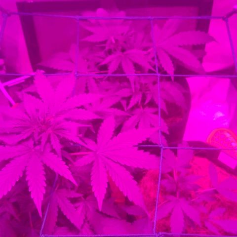 Tutan growlog timeline photo