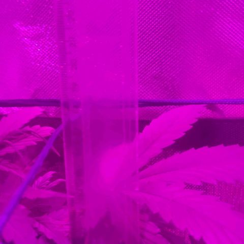 Tutan growlog timeline photo