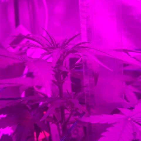 Tutan growlog timeline photo
