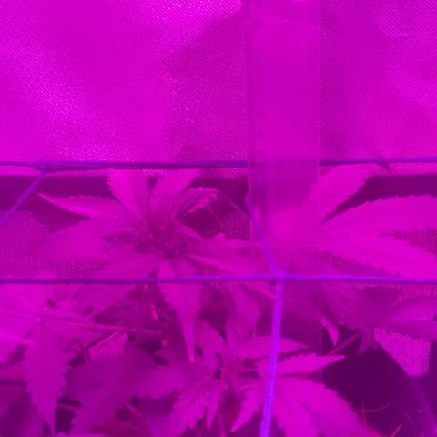 Tutan growlog timeline photo