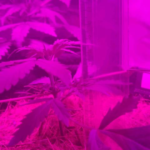 Tutan growlog timeline photo