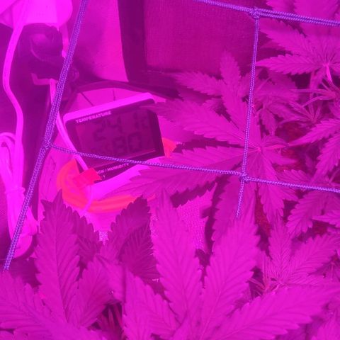 Tutan growlog timeline photo