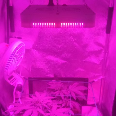 Tutan growlog timeline photo
