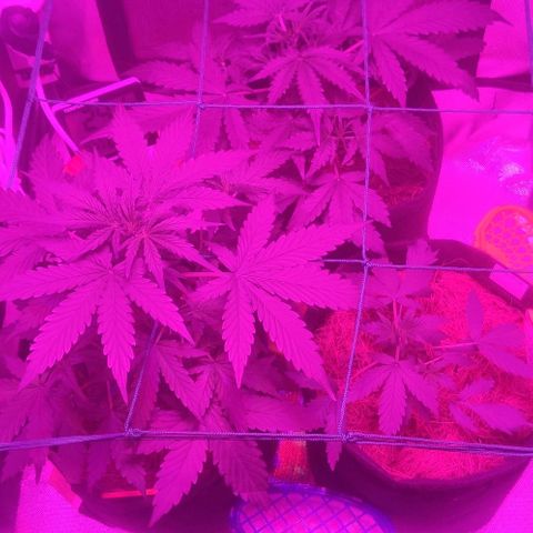 Tutan growlog timeline photo