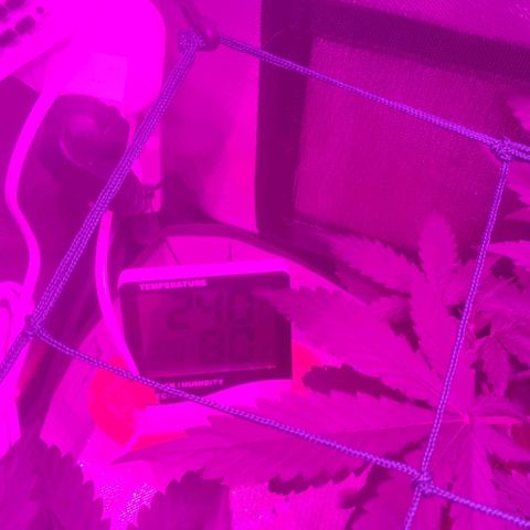 Tutan growlog timeline photo