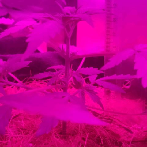 Tutan growlog timeline photo