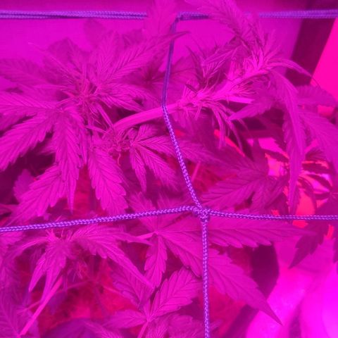 Tutan growlog timeline photo