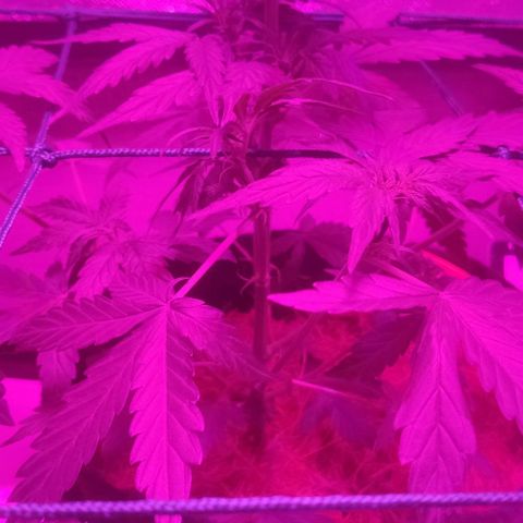 Tutan growlog timeline photo