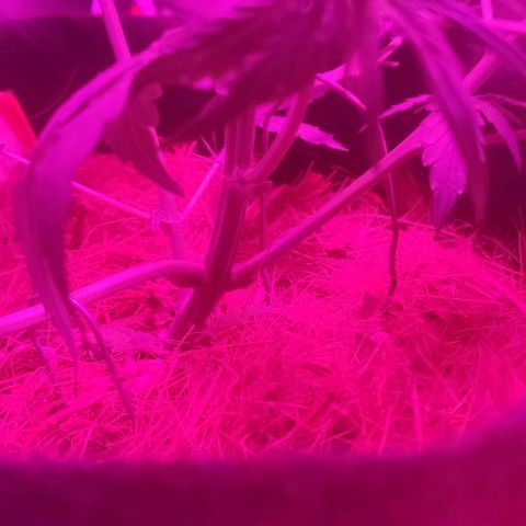 Tutan growlog timeline photo