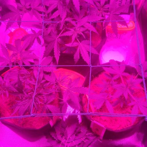 Tutan growlog timeline photo