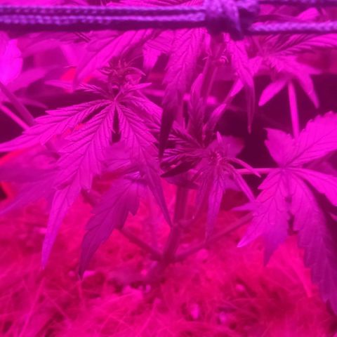 Tutan growlog timeline photo