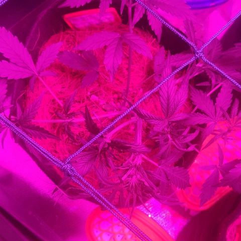 Tutan growlog timeline photo