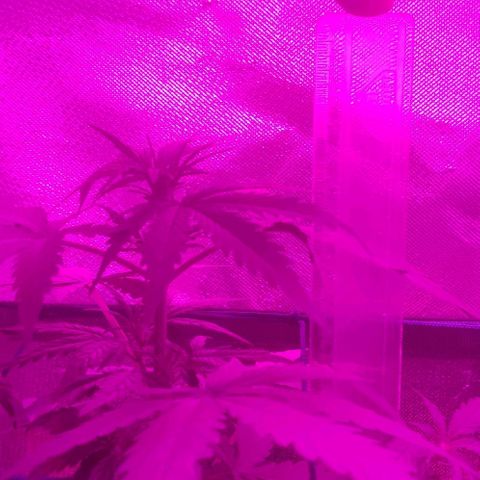 Tutan growlog timeline photo