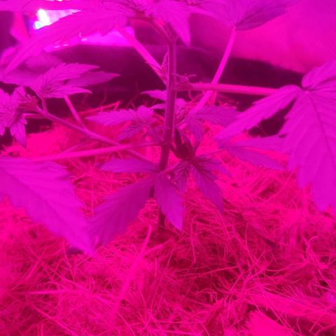 Tutan growlog timeline photo
