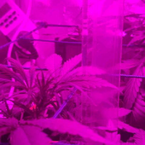 Tutan growlog timeline photo