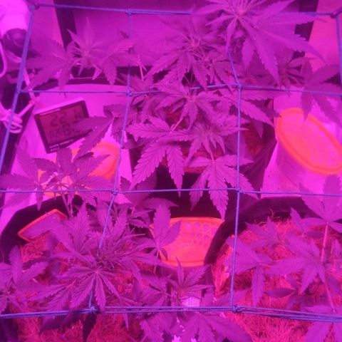 Tutan growlog photo: Estão em crescimento constante.
