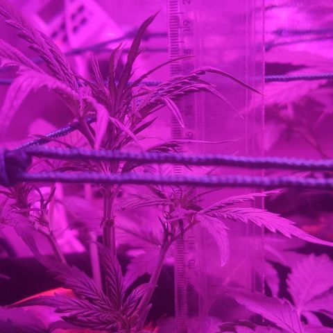 Tutan growlog photo: Estão em crescimento constante.
