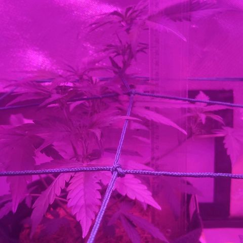 Tutan growlog photo: Estão em crescimento constante.
